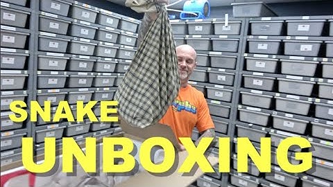 Biggest Snake Unboxing !! Can You Guess What It Is ??