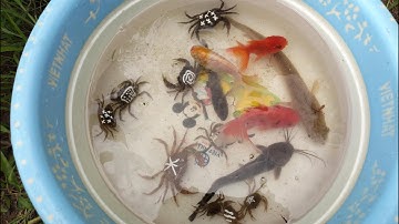 Binbotv ra bờ ao bắt con cua, con cá vàng, cá trê,cá Koi mang về nhà nuôi Part 65