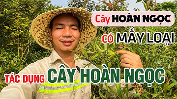 Cây Hoàn Ngọc Có Mấy Loại? Tác Dụng Hỗ Trợ Chữa Bệnh Của Cây Hoàn Ngọc 0976.836.586