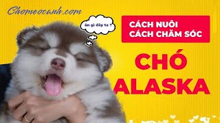 Hướng dẫn Cách Nuôi & Chăm Sóc Chó Alaska | Chó Alaska ăn gì để mập, lông đẹp? Chomeocanh.com