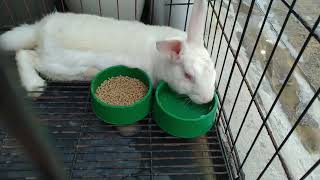 Tamad Na Rabbit Nainom N Nakahigaelle Delos Santos