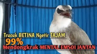 Trucuk Betina Memanggil Jantan NGETIR TAJAM ini Paling SUKSES untuk Pancingan Trucukan gacor Yg BISU