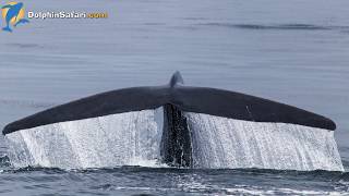 Curious Baby Blue Whale Checks Out Whale Watchers
