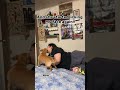 All of the babies were funny tbh!#funny #dogchallenge #catchallenge #billie #bella #chloe #animals