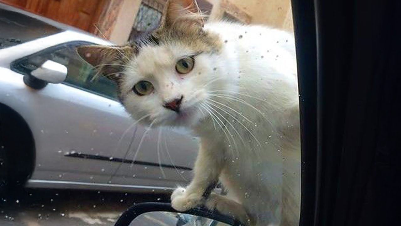 CATS are simply FUNNY, CLUMSY and CUTE! 😂 Best Cat Videos 2024