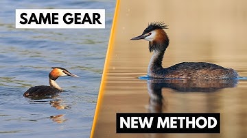 Wildlife Photography Hacks Without Buying New Gear