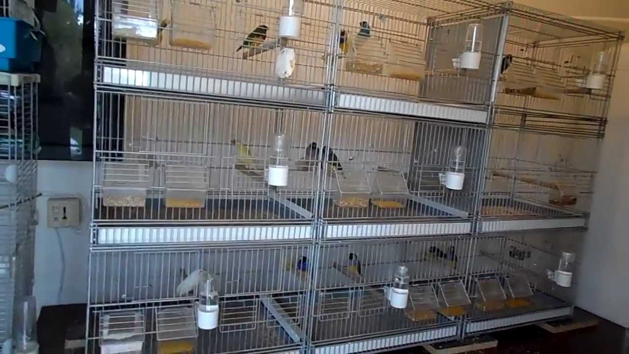 Cage Italienne Borgovit Hamovible Youtube