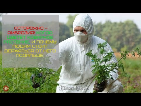Осторожно – амброзия! Когда цветёт коварное растение.