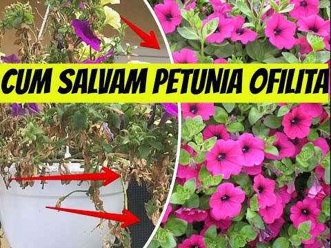 Video: Pedilanthus Titimaloid (23 De Fotografii): îngrijirea Unei Flori Acasă, Reguli De Plantare. Posibile Boli și Tratamentul Acestora