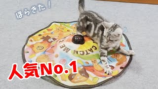 ひとりで遊べるかな? 子猫に猫壱の「キャッチ・ミー・イフ・ユー・キャン2」（電動猫じゃらし）を渡してみた【アメリカンショートヘア】