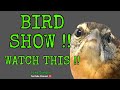 Bird Show Ep4  [ How to IDENTIFY Birds !! ]