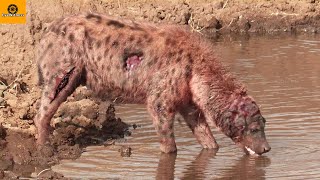 8 Scary Moments Hyenas Injured By Lion And Other Hyenas | Wild Animal