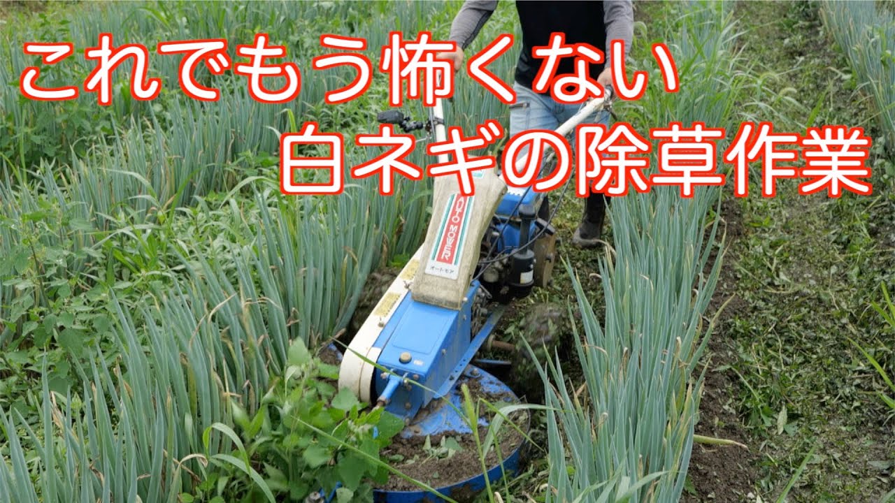 こんなにも簡単に！冬ネギの除草作業21/8/17#1287