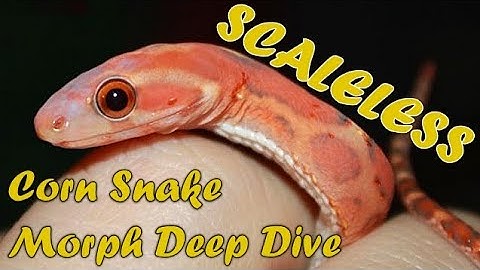 Snakes with NO SCALES?! Corn Snake Morph Deep Dive #29