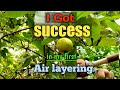 air layering guava without root hormone | air layering