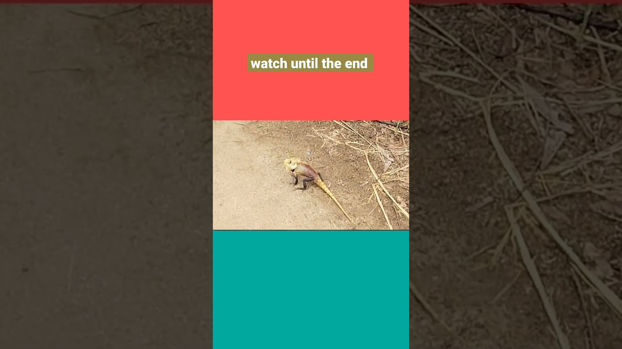 Wonders of Cameleon, I follow the Cameleon 