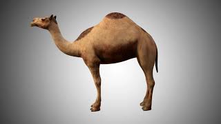 CAMEL 3D MODEL RIGGED AND LOW POLY AR VR VFX Game Ready Model screenshot 5