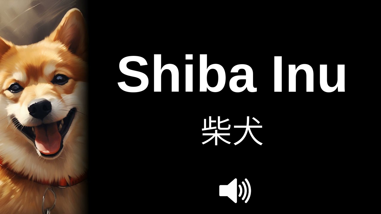shibaさん 🇯🇵 How to pronounce Shiba Inu (CORRECTLY!) - YouTube