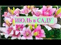 🌹  САД Непрерывного Цветения 💕 Что сейчас ЦВЕТЕТ в Саду  😍 Июль