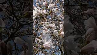 Blossoms in Every Corner💮#shortsfeed #canada #shorts  #magnolia #flowers