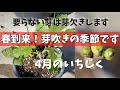 【イチジク】春到来！芽吹きの季節。樹勢や樹形を決める大切な芽欠き作業になります。
