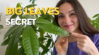 How to Grow BIG LEAVES on Money Tree | Why My Pachira is Not Growing