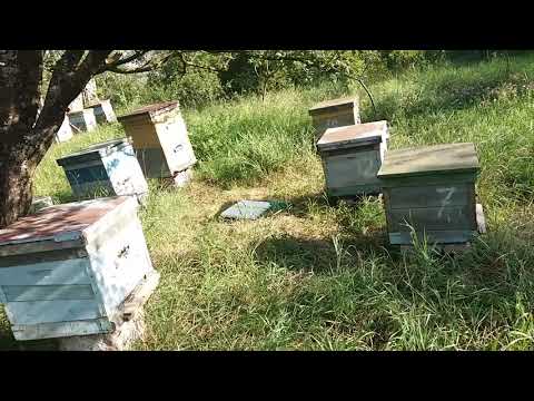 ნიჩბისი, Nichbisi(20)