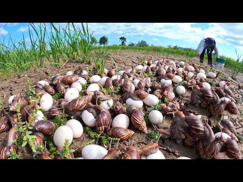 Massive Snail Invasion! Collecting Hundreds of Giant Eggs 🐌