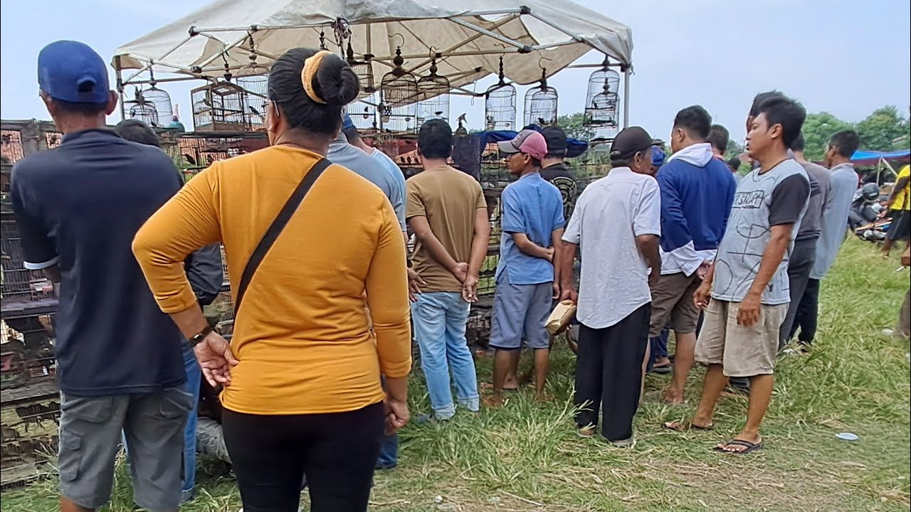 🔴BURUNG YANG DULU VIRAL KINI RAMAI LAGI‼️