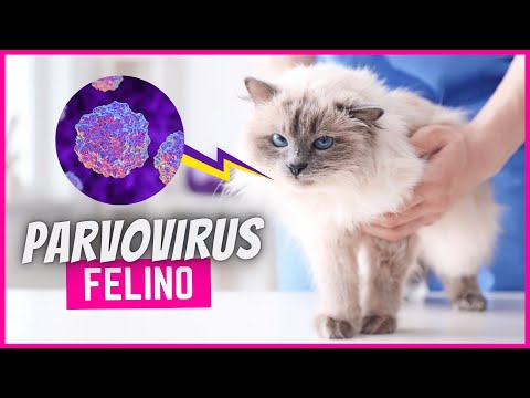 PARVOVIRUS EN GATOS | Contagio, síntomas y tratamiento