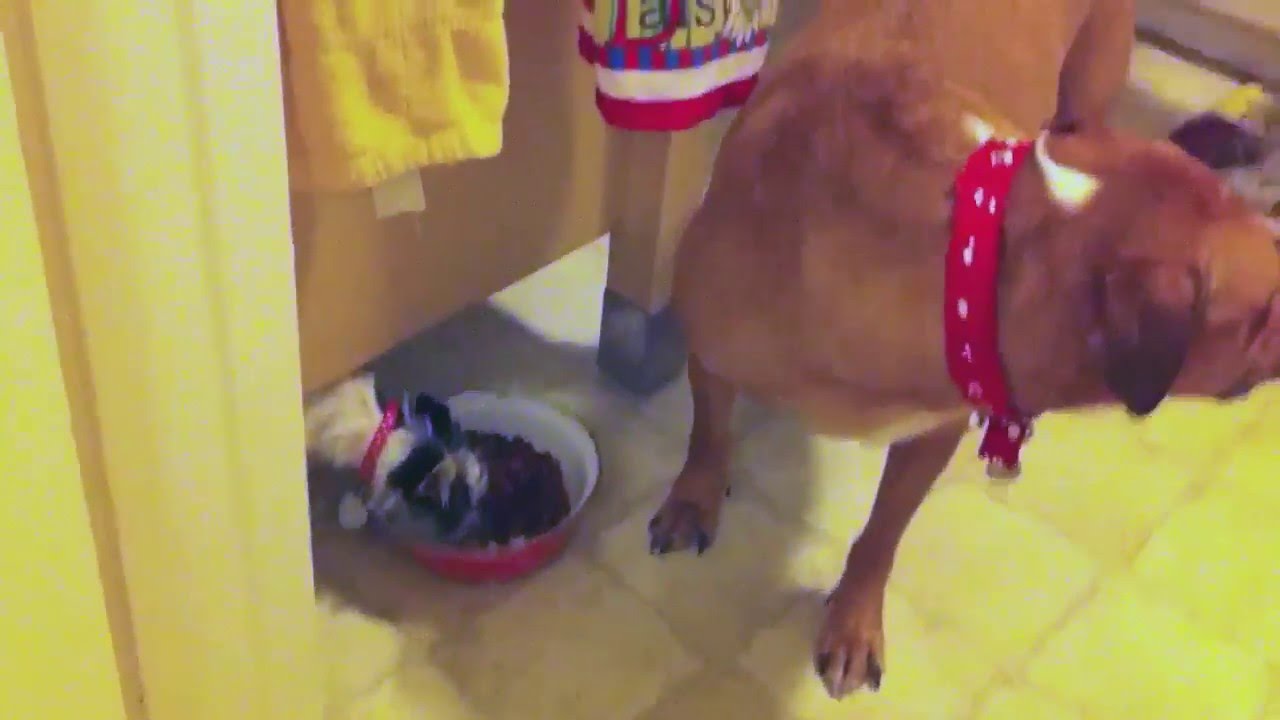 dog stealing smaller dog