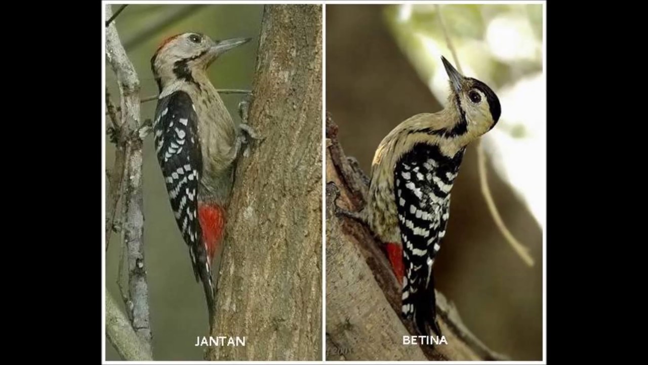 Kicauan Pelatuk Sampit Cocok Untuk Masteran By Manok Ngoceh