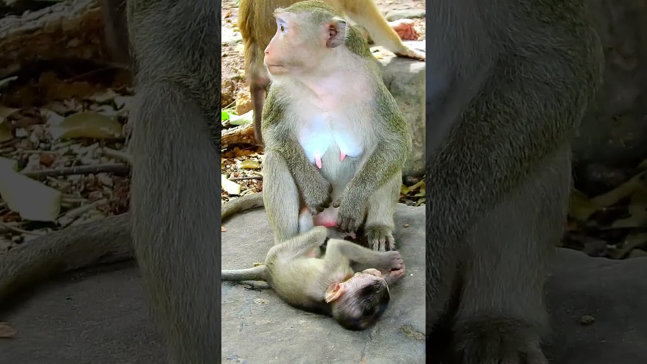 Best clip of monkey action, lovely life of monkey baby. 