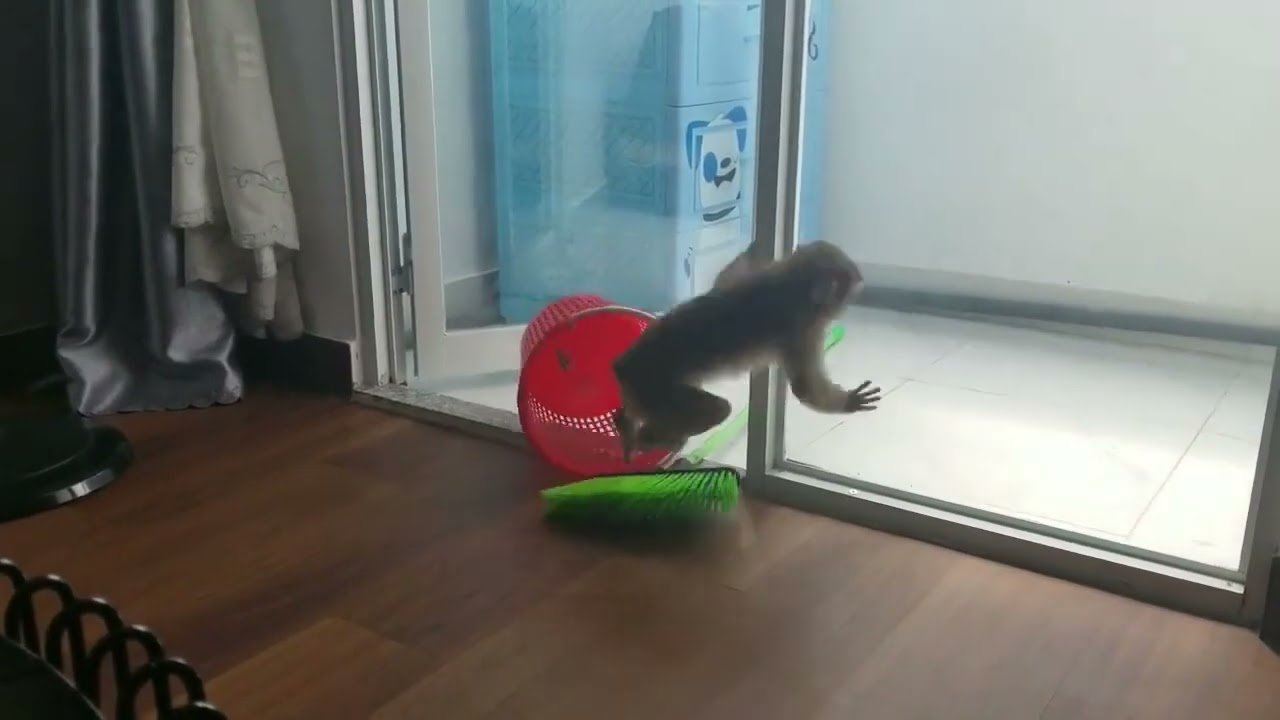 Monkey Baby Nui   when the monkey is free flipped