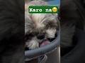 Cute hu na🐶❤️/pet family vlog #puppy #viral shorts #trending #puppy videos