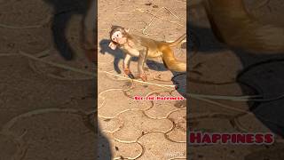 Joyful Baby Monkey Devours Orange Juice babymonkey monkey shorts viral