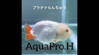 プラチナらんちゅう　１１ｃｍ