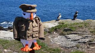 Pte. Puffin Pete (Elliston Puffin Site)