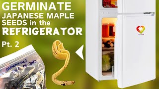 Germinate Japanese maple seeds in the refrigerator (part 2 - February, sprouting)
