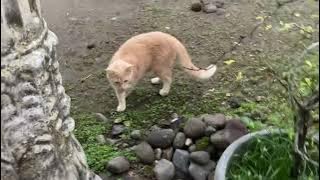Kucing tetangga pemalu sangat