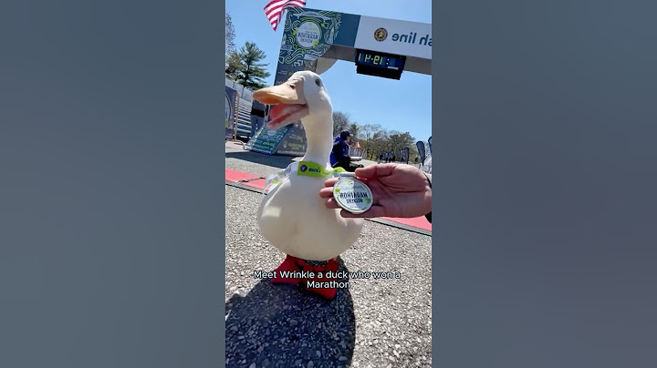 You need to meet this marathon champion duck.#animals #duck #cute #shorts