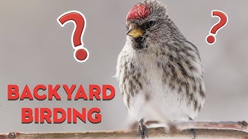 Quick Tip for Backyard Birds