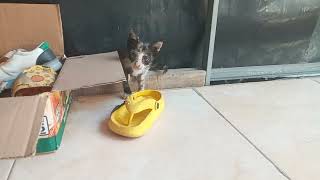 This kitten was left by its brother and played alone ( anak kucing ini ditinggal saudaranya ) by Vi On 75 views 7 months ago 6 minutes, 6 seconds
