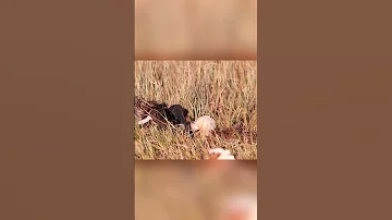 Эти самцы Турухтанов поддаются в боях за самок