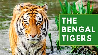 All About Royal Bengal Tiger  | Documentary and Facts about Bengal Tiger | Indian tigers