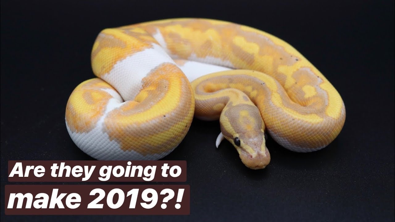ball python breeders in ohio Checking in on Next Season's Stars!