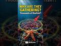 Why Do Starfish Gather in Massive Groups? #ocean #oceanlife #sealife