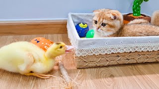 Kitten confused when meet the naughty duckling again by Animal Gaby 1,988 views 10 months ago 3 minutes, 22 seconds