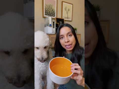 Video: Loving Bowl kelia naują švelniavimą, kaip šunys valgyti