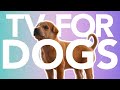 Watch This for INSTANT Dog Relaxation! Helped Over 10 Million Dogs Worldwide